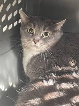 Domestic Short Hair Cats Available for Adoption in Hamilton Township, New Jersey - Bessie | PetCurious