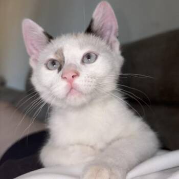 Powder -  Domestic Short Hair Cat for Adoption in Temecula, California - Powder | PetCurious