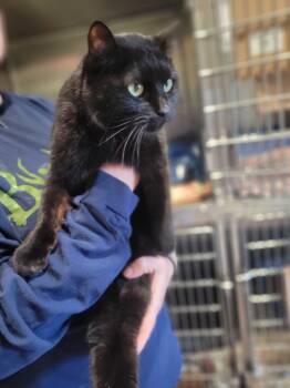 Rescue Domestic Short Hair Cats for Adoption in Ashland, Wisconsin - Fire Lake | PetCurious