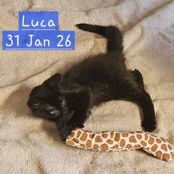 Domestic Short Hair Cats Available for Adoption in Las Vegas, Nevada - Luca Cat OS NV | PetCurious