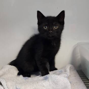 Rescue Domestic Short Hair Cats for Adoption in Monroe, Michigan - Zaiden | PetCurious