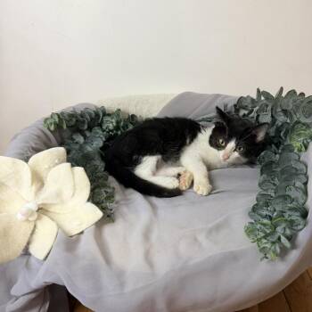 Domestic Short Hair Cats Available for Adoption - Huckleberry Pie | PetCurious