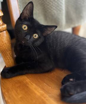 Sprite Cranberry -  Domestic Short Hair Cat for Adoption in Chandler, Arizona - Sprite Cranberry | PetCurious