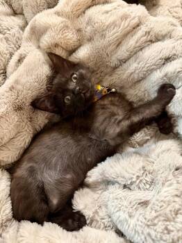 Rey -  Domestic Short Hair Cat Available for Adoption in The Woodlands, Texas - Rey | PetCurious