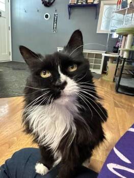 Rescue Domestic Long Hair Cats for Adoption in Kalamazoo, Michigan - Baby Old Lady (ask To Meet Me!) | PetCurious