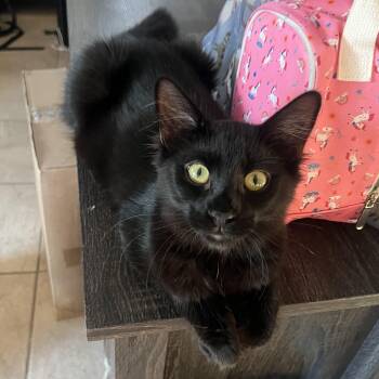 Rescue Domestic Medium Hair Cats for Adoption in Glendora, California - Sweet Love Osito | PetCurious