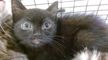 Domestic Short Hair Cats Available for Adoption in Doral, Florida - BUTTERCUP | PetCurious