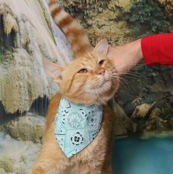 Smoogle -  Domestic Short Hair Cat for Adoption in West Chester, Pennsylvania - Smoogle | PetCurious