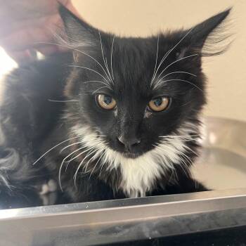 Domestic Long Hair Cats Available for Adoption - Bawn | PetCurious