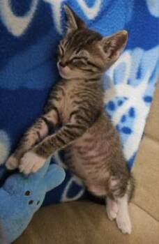 Denver -  Domestic Short Hair Cat for Adoption in Honolulu, Hawaii - Denver | PetCurious