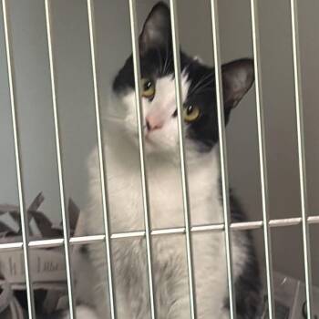 Domestic Short Hair Cats Available for Adoption in Washington, District Of Columbia - Bonnie (16876) | PetCurious