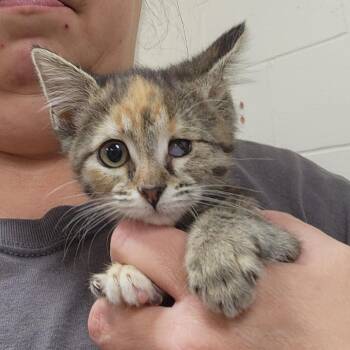 Dr. Fuzby -  Domestic Short Hair Cat for Adoption in Walker, Michigan - Dr. Fuzby | PetCurious
