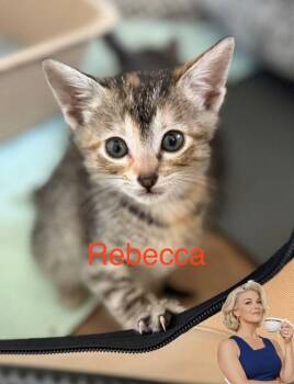 Rebecca -  American Shorthair and Domestic Short Hair Cat for Adoption in Richardson, Texas - Rebecca | PetCurious