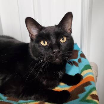 Rescue Domestic Short Hair Cats for Adoption in Marseilles, Illinois - LongJohn | PetCurious
