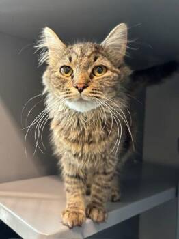 JADE -  Domestic Medium Hair Cat for Adoption in Leesburg, Virginia - JADE | PetCurious