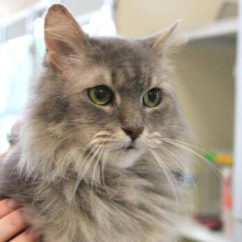 Domestic Long Hair Cats Available for Adoption in Gloucester, Virginia - Fluffy | PetCurious