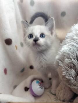 Spring -  Siamese Cat Available for Adoption in San Jacinto, California - Spring | PetCurious