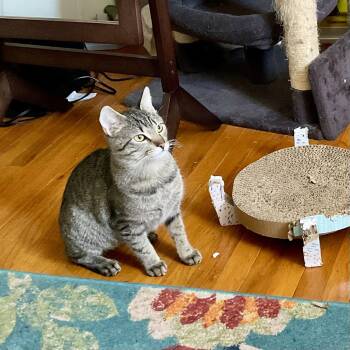 Domestic Short Hair Cats Available for Adoption - Cedar | PetCurious