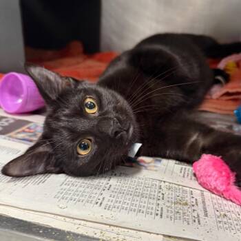 Guabo -  Domestic Short Hair Cat for Adoption in Chicago, Illinois - Guabo | PetCurious