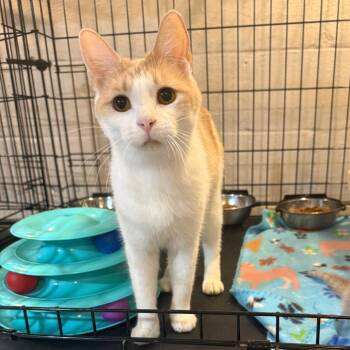 Waddles -  Domestic Short Hair Cat for Adoption in Parkersburg, West Virginia - Waddles | PetCurious
