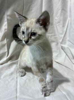 Gemini -  Domestic Medium Hair and Domestic Short Hair Cat for Adoption in New Orleans, Louisiana - Gemini | PetCurious