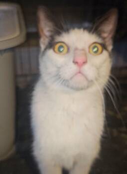 SEYMORE -  Domestic Short Hair Cat Available for Adoption in New York, New York - SEYMORE | PetCurious