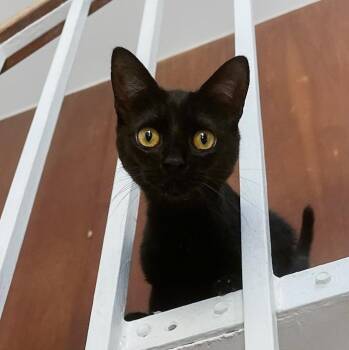 Domestic Short Hair Cats Available for Adoption - Bumbleberry | PetCurious