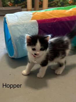 Domestic Short Hair Cats Available for Adoption in Syracuse, Indiana - Hopper | PetCurious