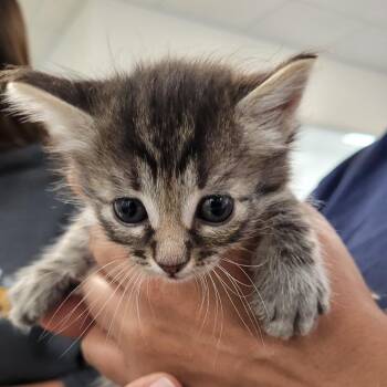 Domestic Short Hair Cats Available for Adoption in Los Angeles, California - Yoshi | PetCurious