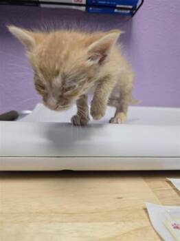 60785512 -  Domestic Short Hair Cat for Adoption in El Paso, Texas - 60785512 | PetCurious