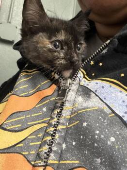 Lucky Charms -  Domestic Short Hair Cat for Adoption in Randolph, Massachusetts - Lucky Charms | PetCurious