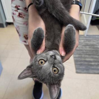 Ryan -  Domestic Short Hair Cat for Adoption in Warwick, Rhode Island - Ryan | PetCurious
