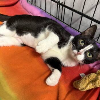 Vida -  Domestic Short Hair Cat for Adoption in Panama City, Florida - Vida | PetCurious