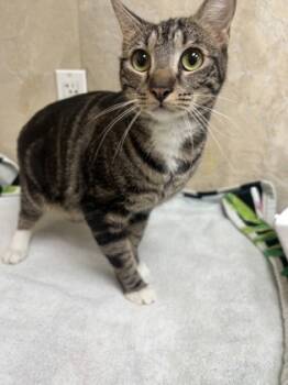 Rescue Domestic Short Hair Cats for Adoption in Honolulu, Hawaii - Gracie | PetCurious