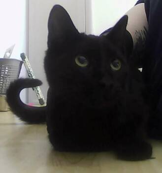 Domestic Short Hair Cats Available for Adoption - Onyx | PetCurious