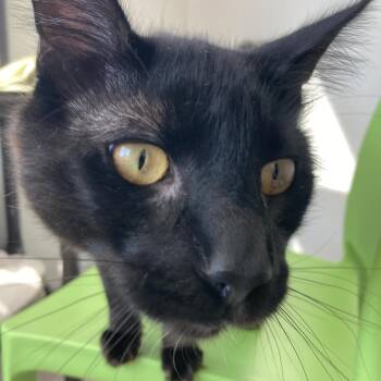 Domestic Long Hair Cats Available for Adoption in St. Helena, California - Sunny | PetCurious