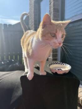 Rescue Domestic Short Hair Cats for Adoption in Houston, Texas - JUMANJI | PetCurious