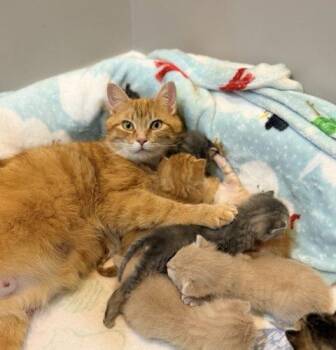 St. Kitts -  Domestic Short Hair Cat for Adoption in Fishers, Indiana - St. Kitts | PetCurious