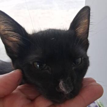 Bear -  Domestic Medium Hair Cat for Adoption in Marion, Illinois - Bear | PetCurious