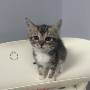 Domestic Short Hair Cats Available for Adoption in Columbus, Georgia - Tonka Truck 5389 | PetCurious