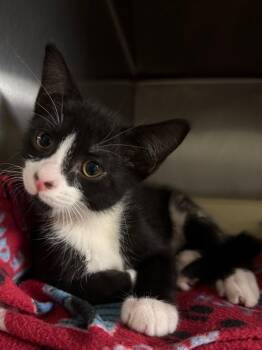 Chase -  Domestic Short Hair Cat for Adoption in Ocala, Florida - Chase | PetCurious