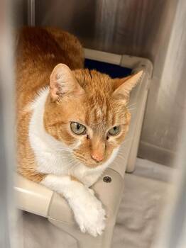 Domestic Short Hair Cats Available for Adoption - WINSTON | PetCurious