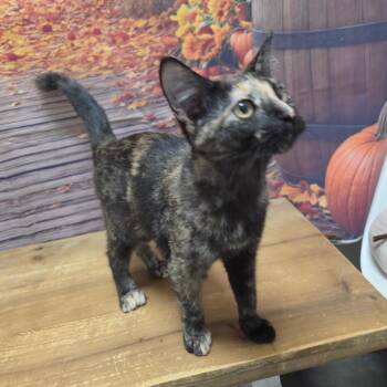 Isabella -  Domestic Short Hair Cat for Adoption in Normal, Illinois - Isabella | PetCurious