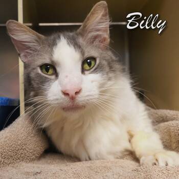 Domestic Medium Hair Cats Available for Adoption - Billy | PetCurious