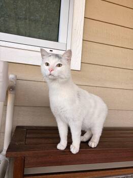 Pretty Boy -  Domestic Short Hair Cat Available for Adoption in Ashland, Wisconsin - Pretty Boy | PetCurious