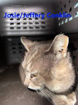 Rescue Domestic Short Hair Cats for Adoption in Westbury, New York - Josie Conklin | PetCurious