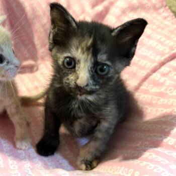 Harriet -  Domestic Short Hair Cat for Adoption in Liverpool, Texas - Harriet | PetCurious