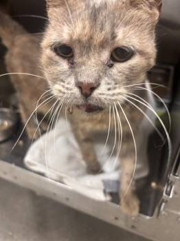 FRIDA -  Domestic Short Hair Cat for Adoption - FRIDA | PetCurious