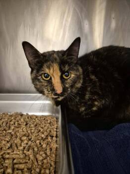 Domestic Short Hair Cats Available for Adoption - JENNIFER | PetCurious