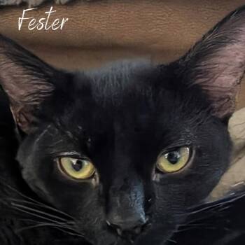 Rescue Domestic Short Hair Cats for Adoption in Janesville, Wisconsin - Fester | PetCurious
